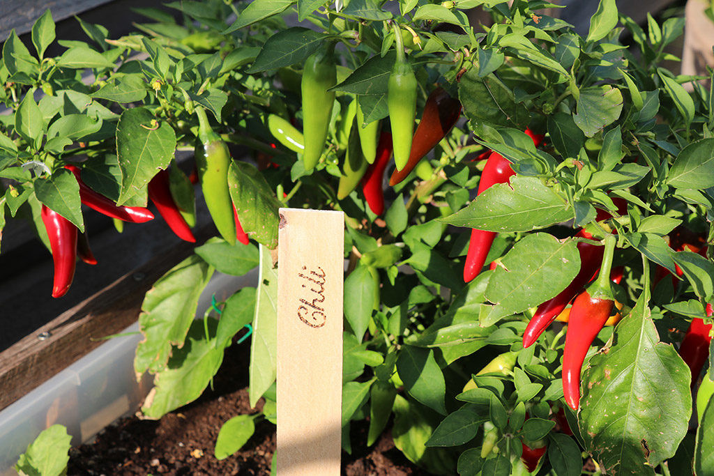 Sådan dyrker du dine egne chili - guide til chiliplanter
