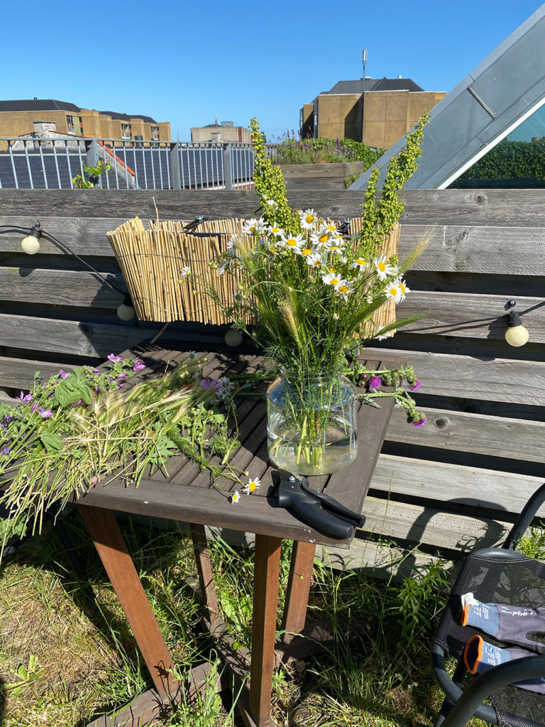 Vejsideblomster - pluk din egen vilde buket, gode råd og regler